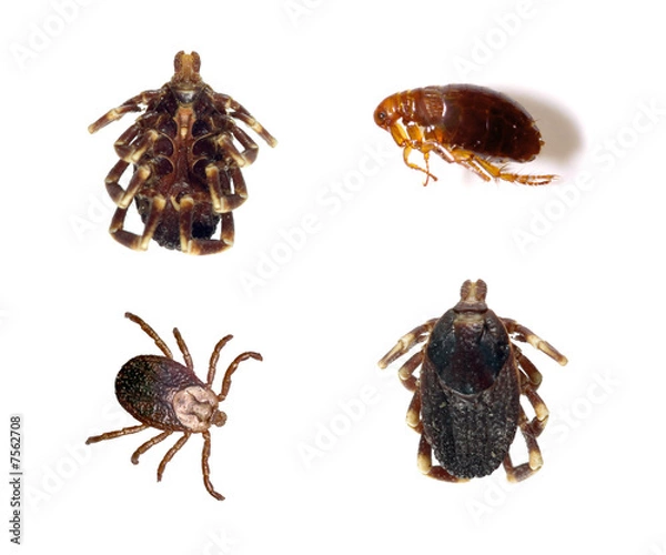 Obraz Kleszcze i pchły