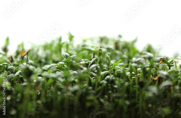 Fototapeta Microgreens watercress. Cress seedlings on white background. Growing microgreen sprouts. Blurred defocus photo with copyspace at the top