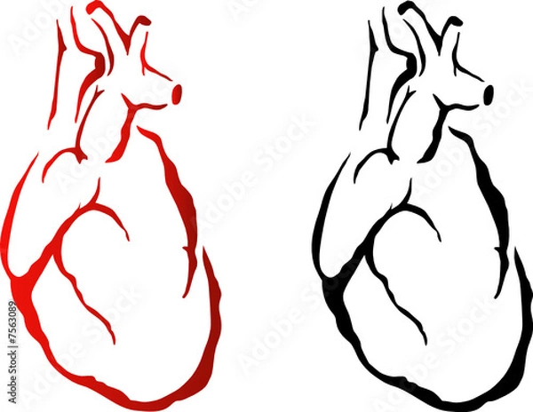 Obraz vector heart organ