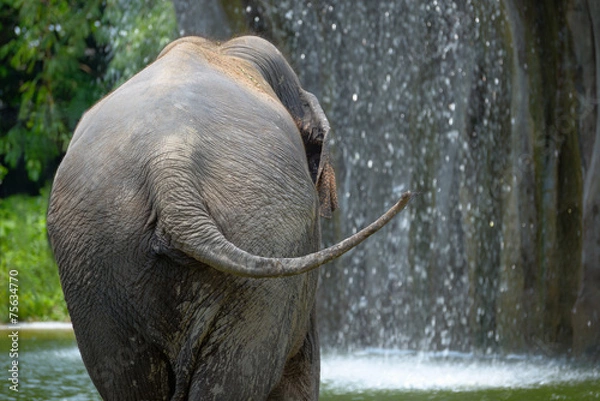 Fototapeta Elephant from behind