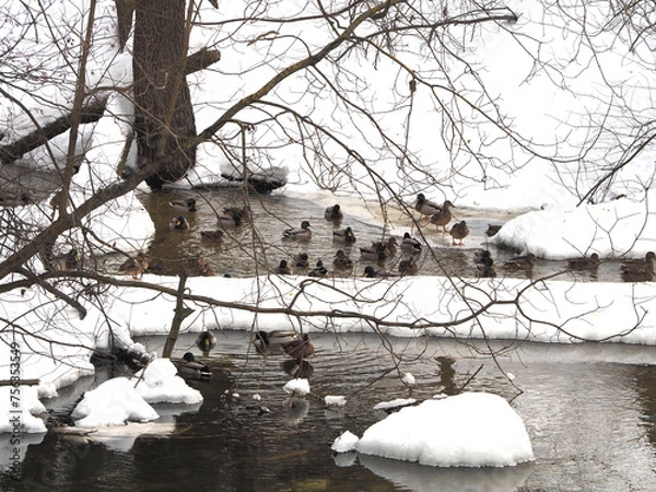 Obraz Ducks on the bank of the river. Winter landscape with ducks.