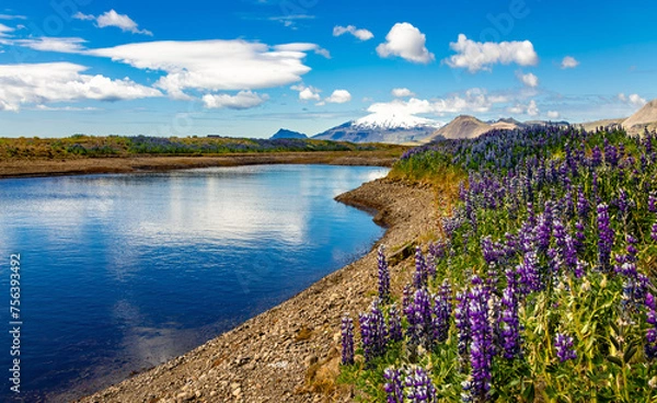 Fototapeta Iceland panorama with blue sky mirrored in a lake near the coast of Snæfellsnes peninsula. Remote wild scenery with blooming colorful lupine flowers on meadow in midsummer. Pristine landscape. 