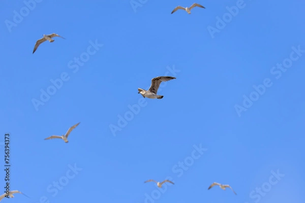 Obraz seagulls in flight with blue sky and some clouds