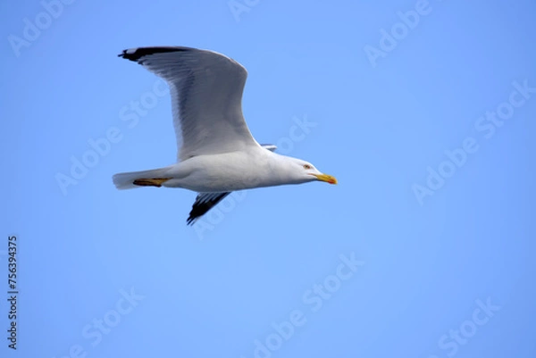 Fototapeta seagulls in flight with blue sky and some clouds