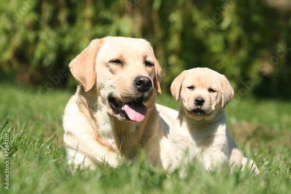 Obraz mère et chiot labrador retriever