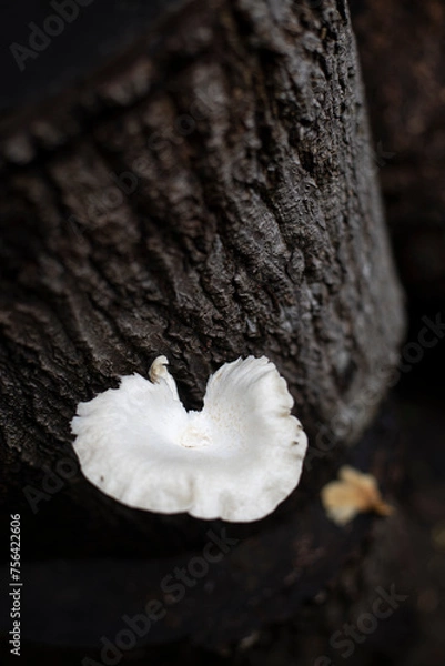 Obraz White fungi