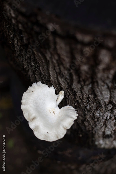 Obraz White mushroom