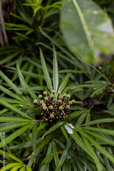 Obraz Tropical plant