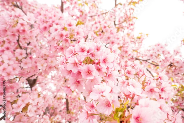 Obraz 桜