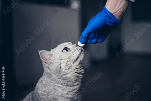 Fototapeta Cute kitten getting a pill from veterinarians hand over gray  background. Gray british kitten visiting vet for check up. Veterinarian doctor giving a pill for deworming a cat.