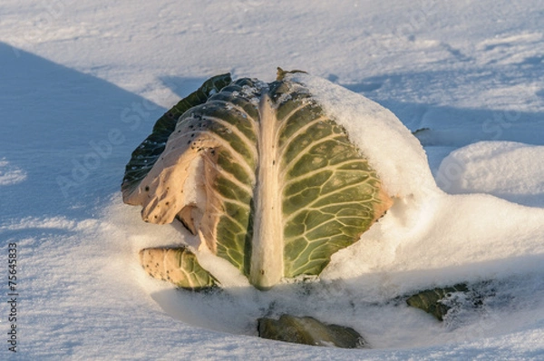 Fototapeta Cabbage on a snow-covered field