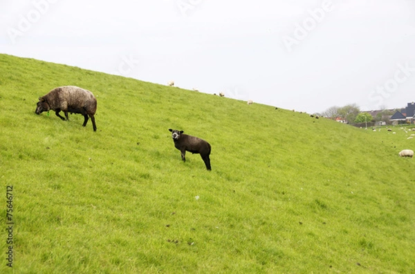 Obraz pecore al pascolo