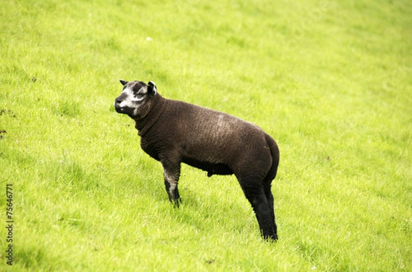 Obraz pecora nera al pascolo