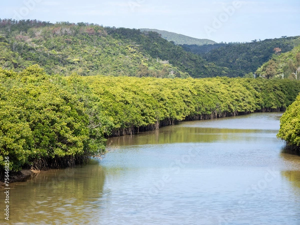 Obraz やんばる国立公園　慶佐次湾のマングローブ