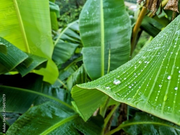 Fototapeta Raindrops on a banana leaf