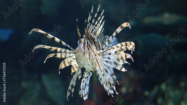 Fototapeta Scorpionfish lionfish in the deep blue water