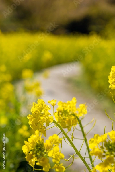 Fototapeta 菜の花