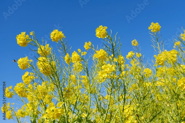 Fototapeta 菜の花