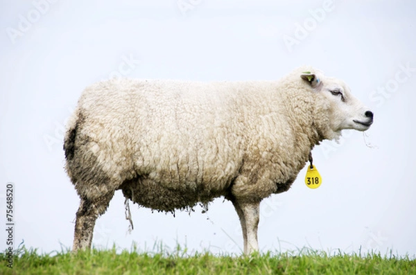 Obraz pecora al pascolo