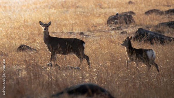 Obraz 由布岳の夕焼けを浴びる鹿