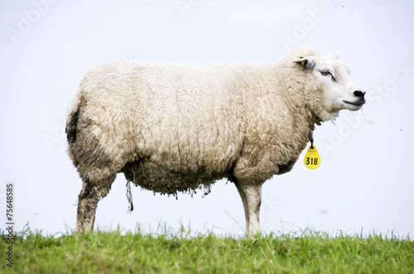 Obraz pecora al pascolo