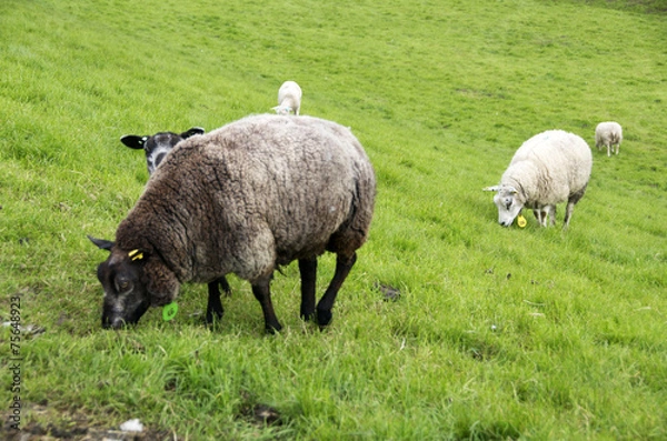 Obraz pecore al pascolo