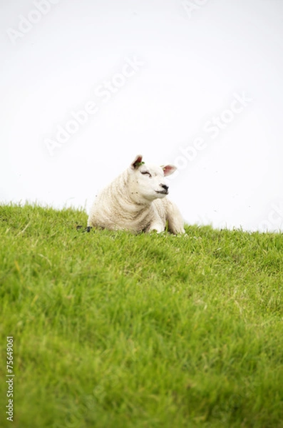 Obraz pecora al pascolo