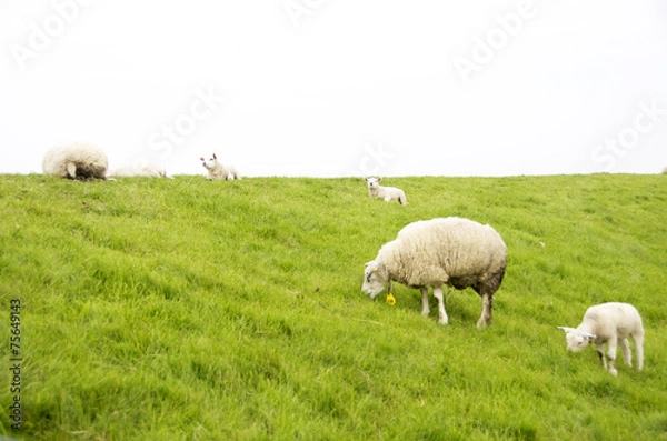 Obraz pecore al pascolo