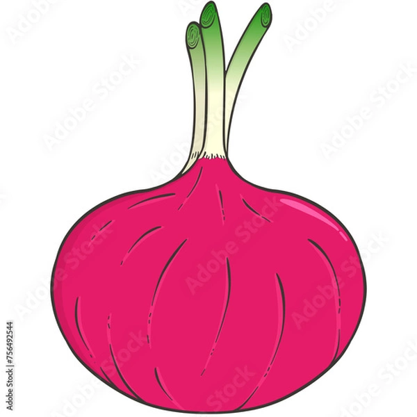 Obraz red onion illustration