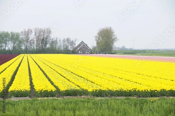 Obraz campi di tulipani