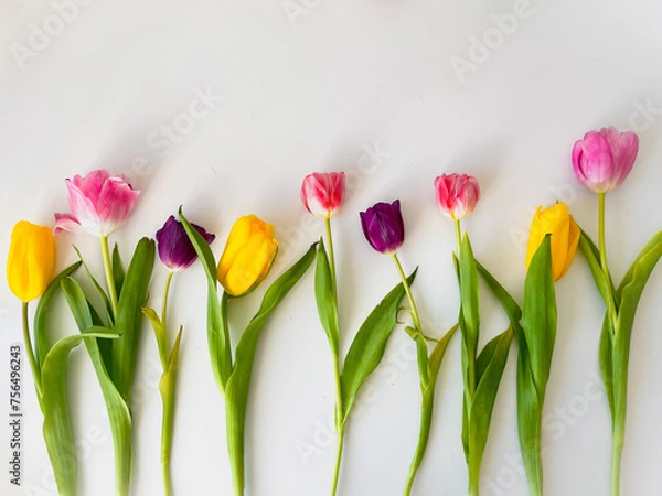 Obraz Bright multi-colored tulips on a white background