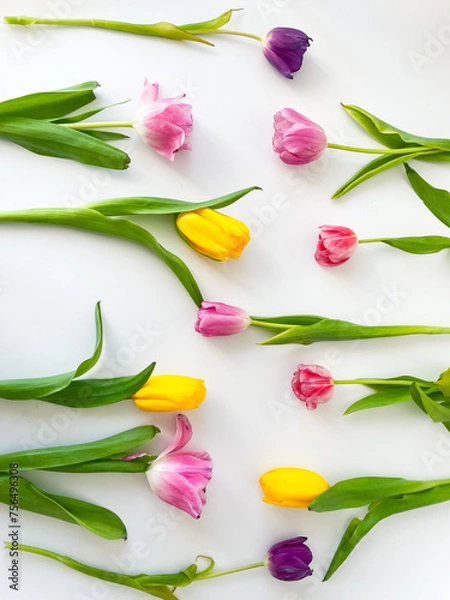 Obraz Bright multi-colored tulips on a white background