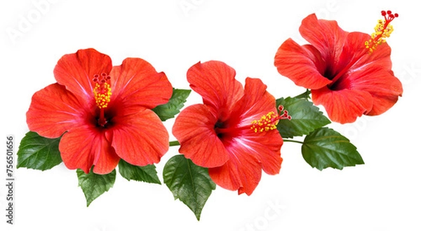 Obraz red hibiscus flowers and buds isolated