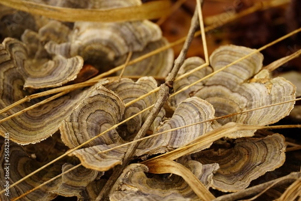 Fototapeta mushrooms