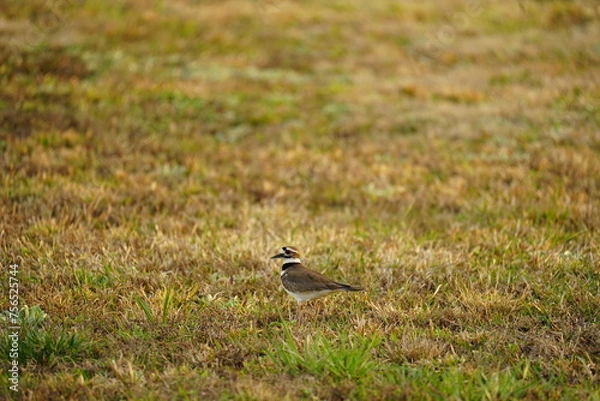 Fototapeta killdeer