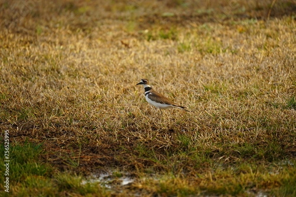Fototapeta killdeer