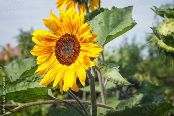 Obraz Flower of sunflower (Helianthus) among the summer garden. Small depth of field