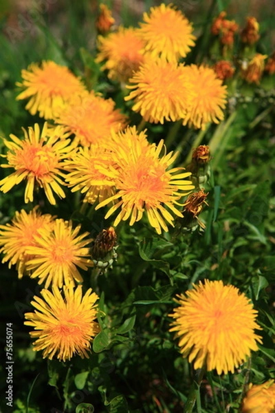 Fototapeta Frühlingswiesen