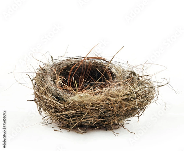 Obraz Empty nest