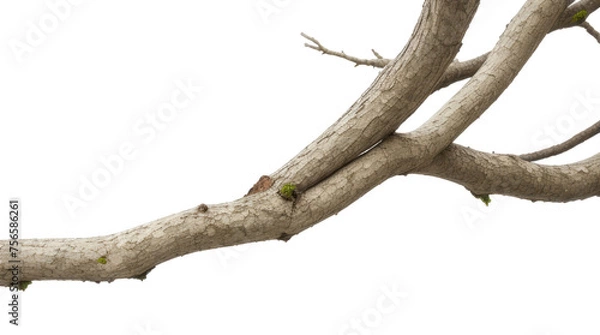 Fototapeta tree trunk isolated on white transparent background