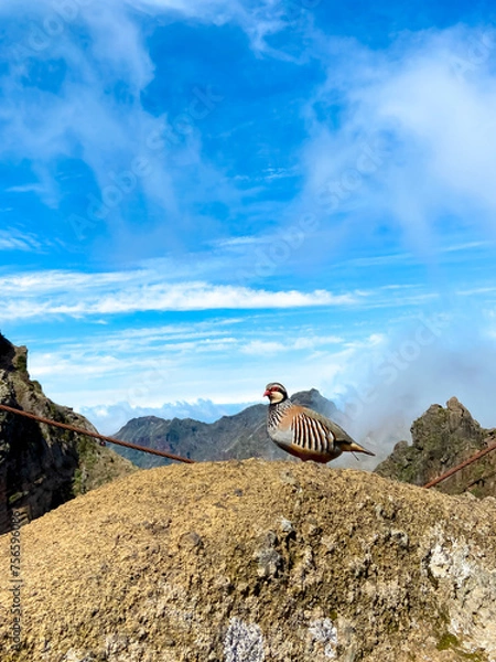 Fototapeta Red-legged partridge - Alectoris rufa - a game bird of the pheasant family Phasianidae of the order Galliformes, gallinaceous birds standing on a hilltop in Ponta de San Lorenzo, Madeira, Portugal