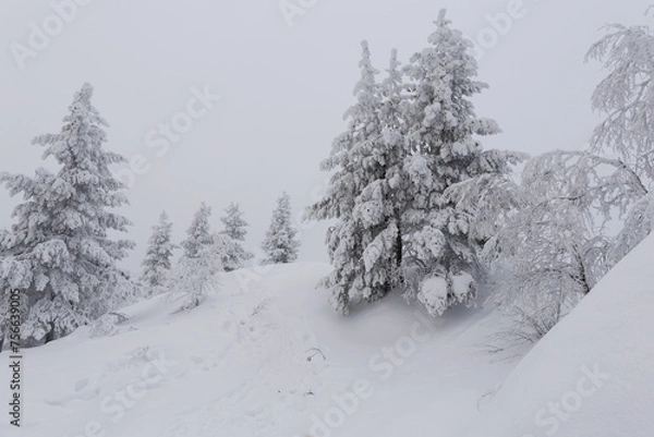Obraz stille Winterlandschaft, verschneite Bäume auf einem Hügel