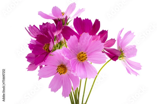 Obraz cosmos flower isolated