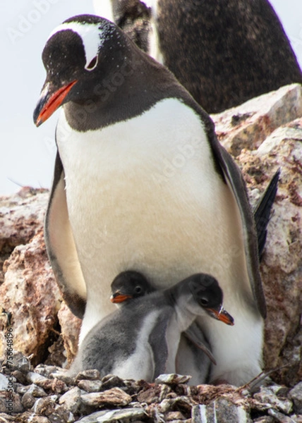 Obraz Gentoo Penguin with Chicks
