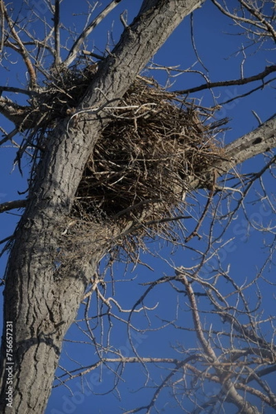 Obraz nest in a tree