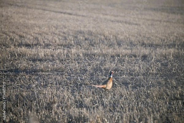 Obraz pheasant in the field
