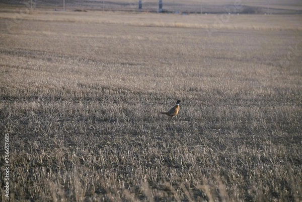 Obraz pheasant in a field