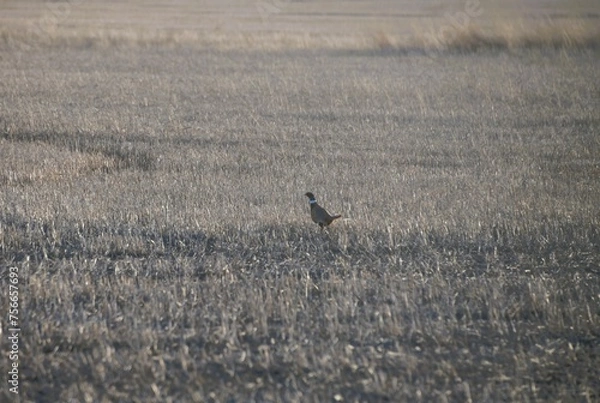 Obraz pheasant in a field