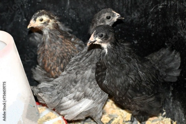 Obraz chickens in the farm