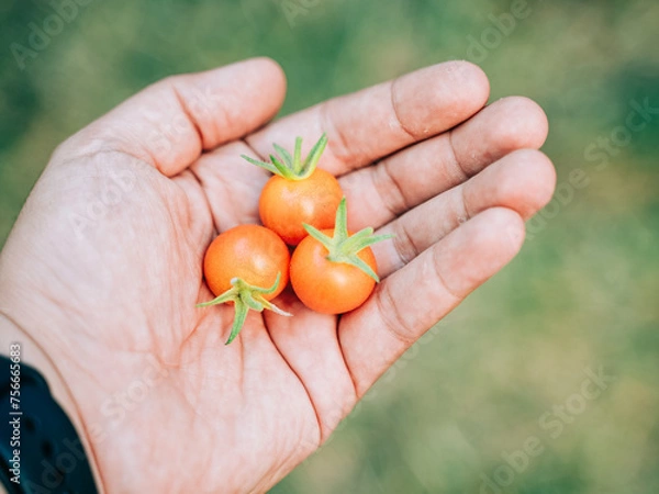 Obraz Freshly harvested cherry tomatoes in hand